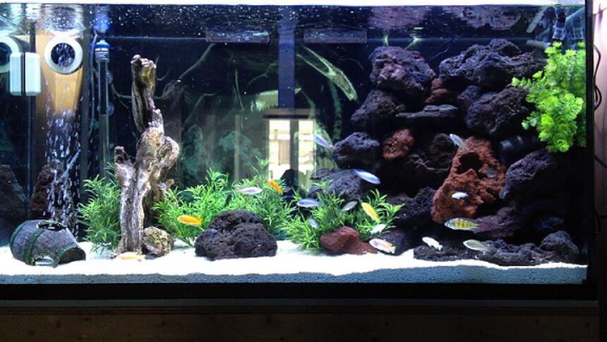 Rated #1: 90 Gallons Freshwater Fish Tank - 90 gal. African Cichlid Tank Rated #1: 90 Gallons Freshwater Fish Tank - 90 gal. African Cichlid Tank
