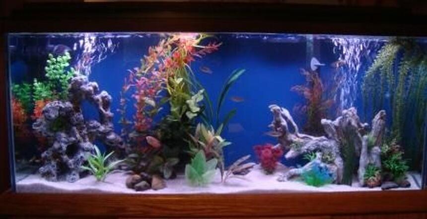 Rated #65: 55 Gallons Freshwater Fish Tank - About three weeks into the free 55 gal tank we got from a neighbor. Rated #65: 55 Gallons Freshwater Fish Tank - About three weeks into the free 55 gal tank we got from a neighbor.