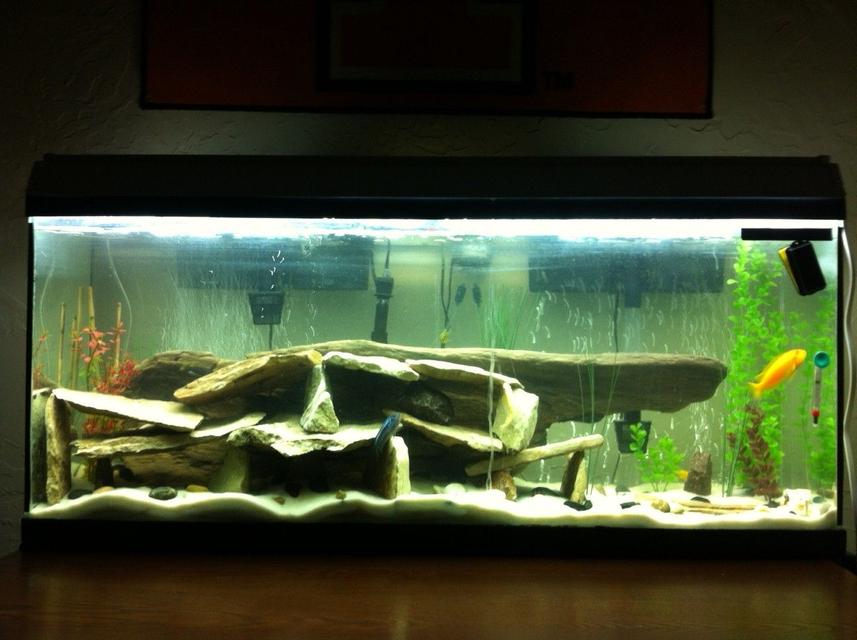 Rated #62: 55 Gallons Freshwater Fish Tank - new setup for my 55 gallon. lots of river rock with a large piece of driftwood in the background for decor. Rated #62: 55 Gallons Freshwater Fish Tank - new setup for my 55 gallon. lots of river rock with a large piece of driftwood in the background for decor.