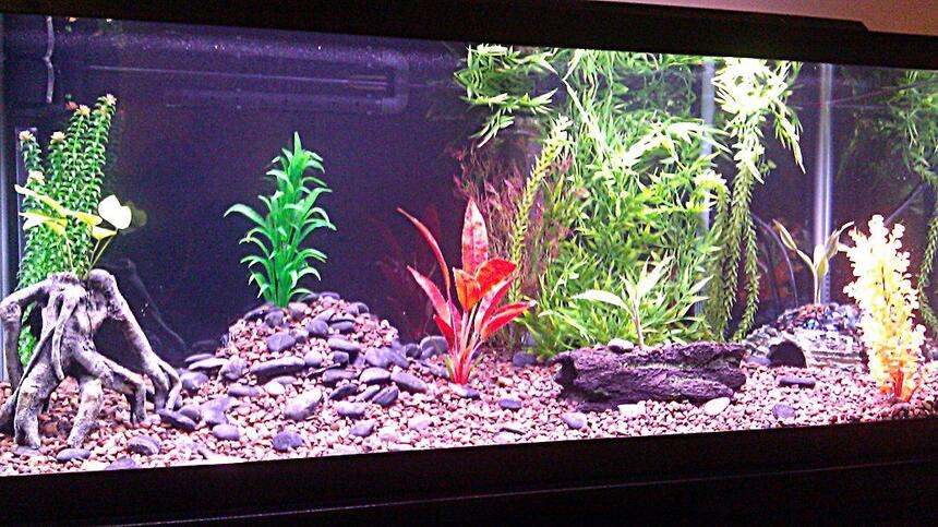 Rated #55: 75 Gallons Freshwater Fish Tank - Here Rated #55: 75 Gallons Freshwater Fish Tank - Here's my 75 gallon freshwater. Don't be too hard on me, I'm new to the hobby. I just added a new fish today, an Electric Catfish! I'm so excited. I also really love my Delhezi Bichir. Other fish also in the tank: Senegal bichir and striped raphael and featherfin cats. I have a couple live plants. I have a few ideas for my tank and will be changing things up soon. I just love this stuff!
Any suggestions would be appreciated, Thanks.