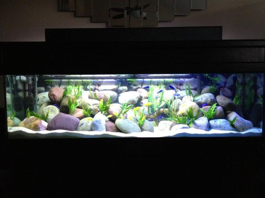 Rated #11: 125 Gallons Freshwater Fish Tank - 125 Gallon Malawi Cichlid tank. Yellow Labs, Acei, Demasoni Rated #11: 125 Gallons Freshwater Fish Tank - 125 Gallon Malawi Cichlid tank. Yellow Labs, Acei, Demasoni's, and a OB Peacock.