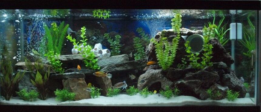 Rated #39: 80 Gallons Freshwater Fish Tank - My Mixed African Cichlid Tank!!! Rated #39: 80 Gallons Freshwater Fish Tank - My Mixed African Cichlid Tank!!!