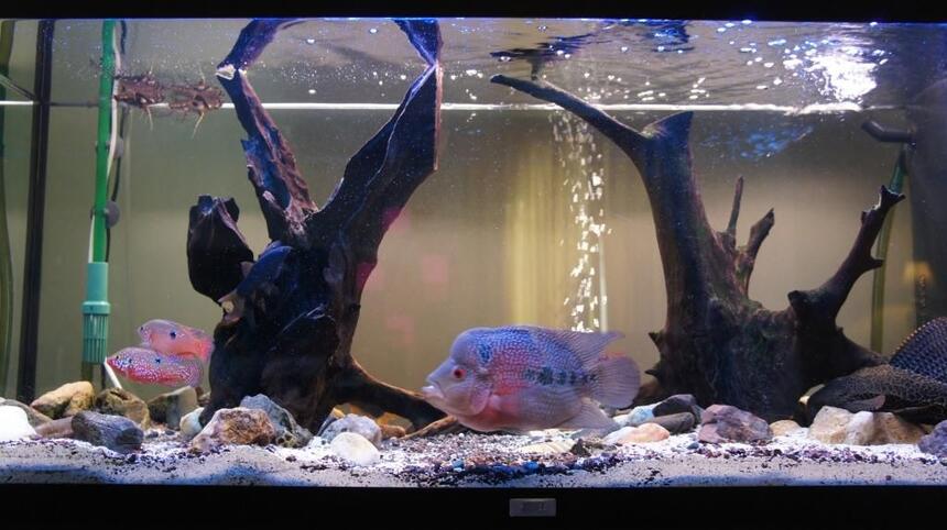 Rated #64: 60 Gallons Freshwater Fish Tank - Our tank, with fish... there is our flowerhorn, a catfish, some butterfly fish, and some chiclid rams :) and a pleco! Rated #64: 60 Gallons Freshwater Fish Tank - Our tank, with fish... there is our flowerhorn, a catfish, some butterfly fish, and some chiclid rams :) and a pleco!