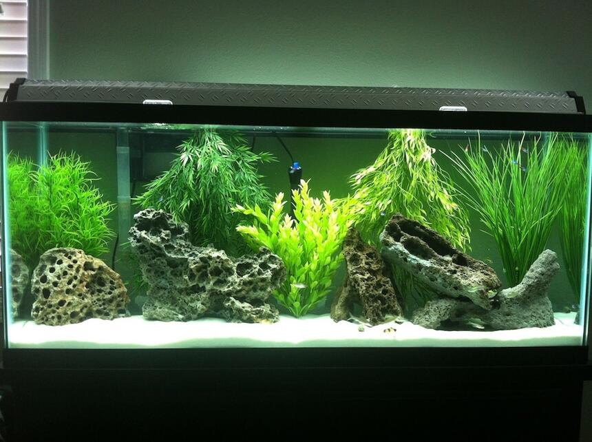 Rated #58: 55 Gallons Freshwater Fish Tank - Community tank Rated #58: 55 Gallons Freshwater Fish Tank - Community tank