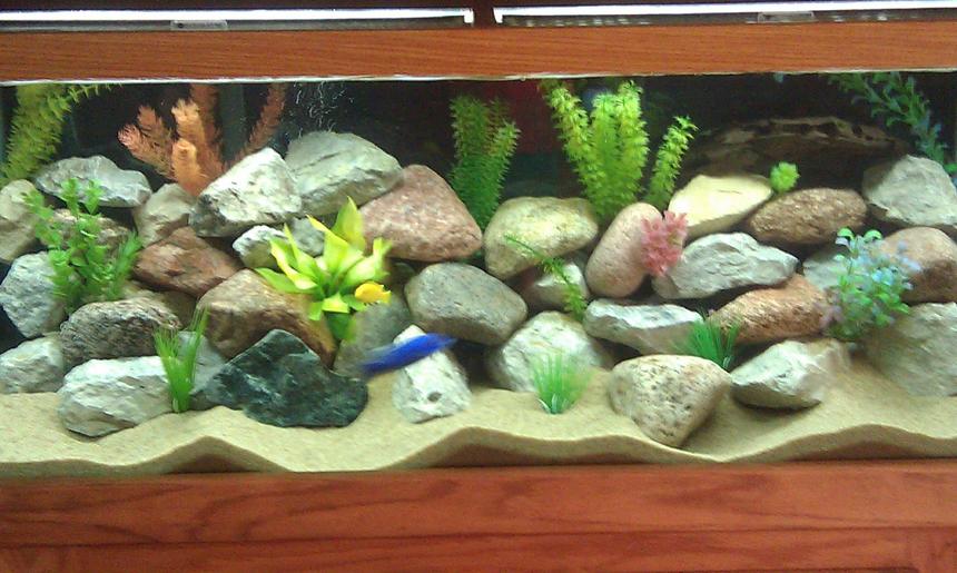 Rated #88: 75 Gallons Freshwater Fish Tank - 75 GALLON MBUNA TANK Rated #88: 75 Gallons Freshwater Fish Tank - 75 GALLON MBUNA TANK