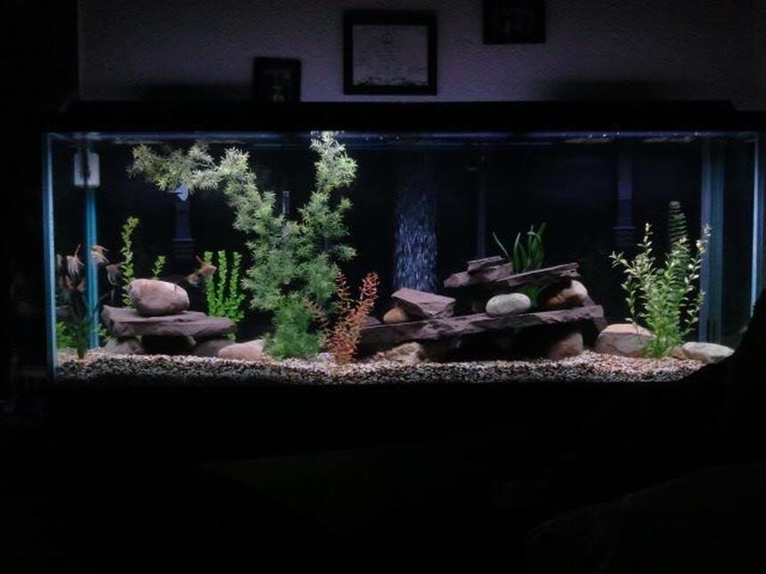 Rated #48: 150 Gallons Freshwater Fish Tank - 150 gallon Aquarium Rated #48: 150 Gallons Freshwater Fish Tank - 150 gallon Aquarium