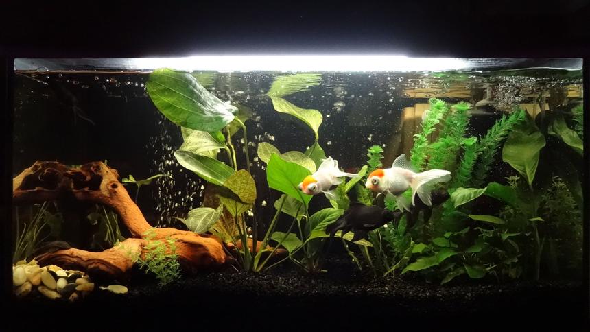 Rated #46: 27 Gallons Freshwater Fish Tank - my tank Rated #46: 27 Gallons Freshwater Fish Tank - my tank