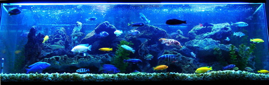 Rated #2: 60 Gallons Freshwater Fish Tank - My main African mixed tank is doing very well. Several breedings have been happening constantly, and keeping me very busy as well. I added a couple more Synodontis Multipunctatus (My all time favorite Cat) and I Rated #2: 60 Gallons Freshwater Fish Tank - My main African mixed tank is doing very well. Several breedings have been happening constantly, and keeping me very busy as well. I added a couple more Synodontis Multipunctatus (My all time favorite Cat) and I'm hoping for some spawns from them. My Electric Blue is holding again for her second time, I can't wait for them! I'm in the works of getting my father's tank to replace this one, just gotta figure out how to get it over to my place.
My Electric Blue couple just released 42 fry, plus the 3 babies I could only save from the first batch. I can't wait for these guys to get bigger.