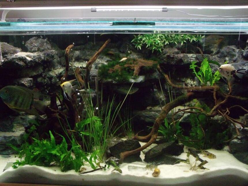 Rated #7: 105 Gallons Freshwater Fish Tank - my 4ft x 2ft x2ft communal tank Rated #7: 105 Gallons Freshwater Fish Tank - my 4ft x 2ft x2ft communal tank