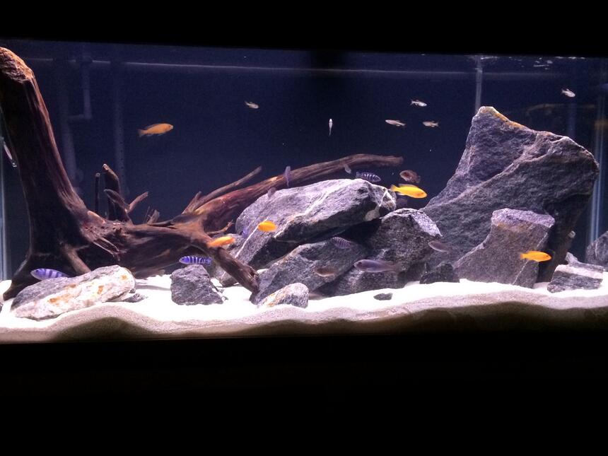 Rated #75: 75 Gallons Freshwater Fish Tank - 75 gallon cichlid tank Rated #75: 75 Gallons Freshwater Fish Tank - 75 gallon cichlid tank