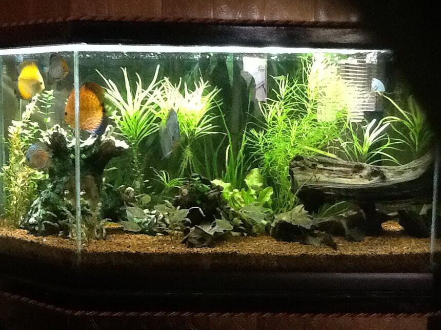 Rated #9: 65 Gallons Freshwater Fish Tank - 65 gal discus tank. Discus, Diamond Tetras, Otos, Bristlenose Plecos, Amano Shrimp Rated #9: 65 Gallons Freshwater Fish Tank - 65 gal discus tank. Discus, Diamond Tetras, Otos, Bristlenose Plecos, Amano Shrimp