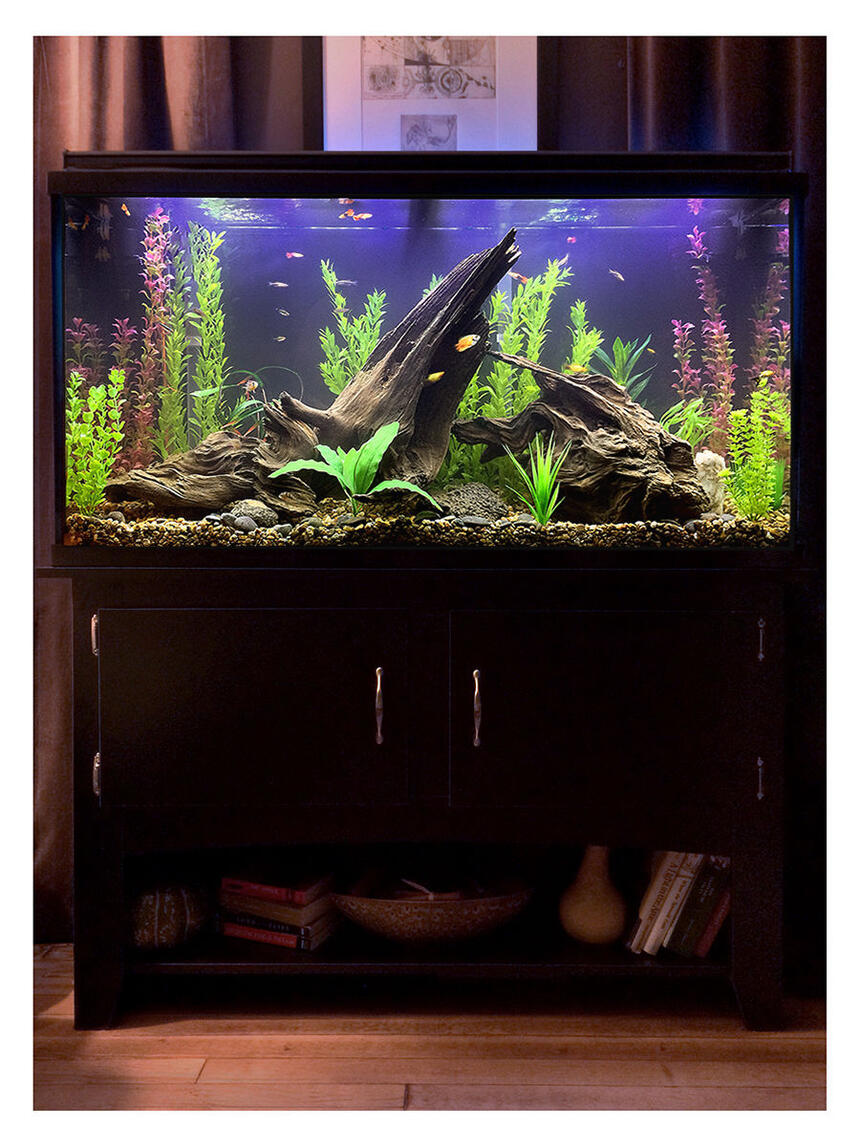 Rated #2: 60 Gallons Freshwater Fish Tank - After umpteen trips to various stores for lighting, plants, fish and such, plus equally umpteen deliveries from Amazon for hardware, test kits, etc., this is where I am right now with my new tank. I wanted to create a possible scene from a lake bed in which the fish will have plenty of hiding places and hopefully feel at ease, with their comfort being my first priority, but I tried to balance that with a sort of purposely unkempt/wild look to everything (without looking like no thought was given to it, which I found is harder to do than it sounds), even though I used all artificial plants (but everything else is real, including the driftwood, riverbed gravel and rocks). It\ Rated #2: 60 Gallons Freshwater Fish Tank - After umpteen trips to various stores for lighting, plants, fish and such, plus equally umpteen deliveries from Amazon for hardware, test kits, etc., this is where I am right now with my new tank. I wanted to create a possible scene from a lake bed in which the fish will have plenty of hiding places and hopefully feel at ease, with their comfort being my first priority, but I tried to balance that with a sort of purposely unkempt/wild look to everything (without looking like no thought was given to it, which I found is harder to do than it sounds), even though I used all artificial plants (but everything else is real, including the driftwood, riverbed gravel and rocks). It's still cycling just a bit, so it's a little cloudy, but I figured it's clear enough to show enough detail to go ahead and grab a picture of it.
Visible in this one are a flame dwarf gourami, some kind of yellow-and-black-and-orange platy that I think might be pregnant, another yellow-and-orange platy, two Bolivians rams, several zebra danios, neon black tetras, a baby rainbow fish, a couple of mollies and some guppies. I have no idea where the hillstream loach is, though, but he's still in there somewhere. :)