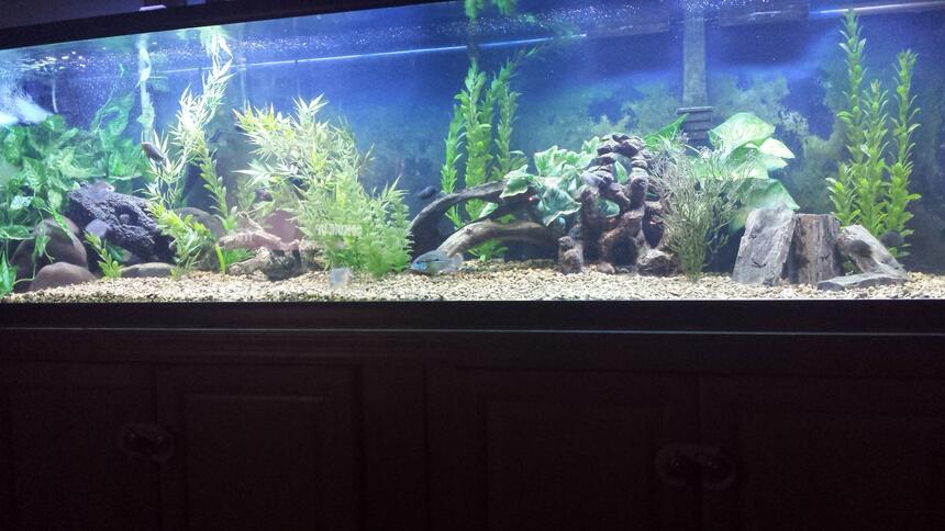 Rated #2: 75 Gallons Freshwater Fish Tank - 125 gallon south american Rated #2: 75 Gallons Freshwater Fish Tank - 125 gallon south american
