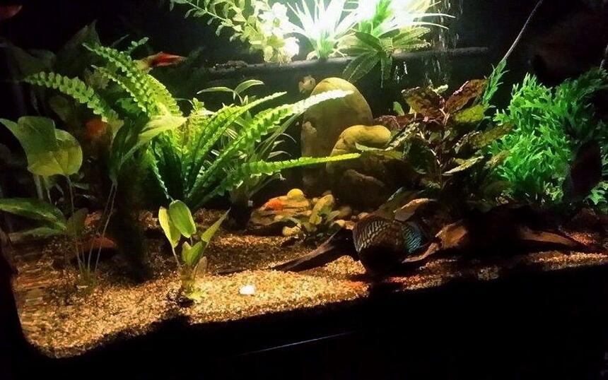 Rated #5: 100 Gallons Freshwater Fish Tank - Discus tank, Amazon night light Rated #5: 100 Gallons Freshwater Fish Tank - Discus tank, Amazon night light