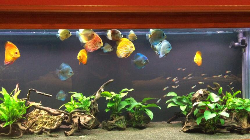 Rated #9: 180 Gallons Freshwater Fish Tank - 180 Gallon Discus Rated #9: 180 Gallons Freshwater Fish Tank - 180 Gallon Discus