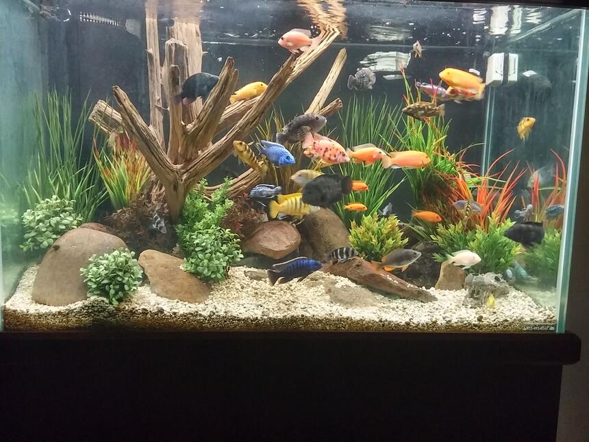 Rated #44: 150 Gallons Freshwater Fish Tank - Mixed African cichlid tank Rated #44: 150 Gallons Freshwater Fish Tank - Mixed African cichlid tank