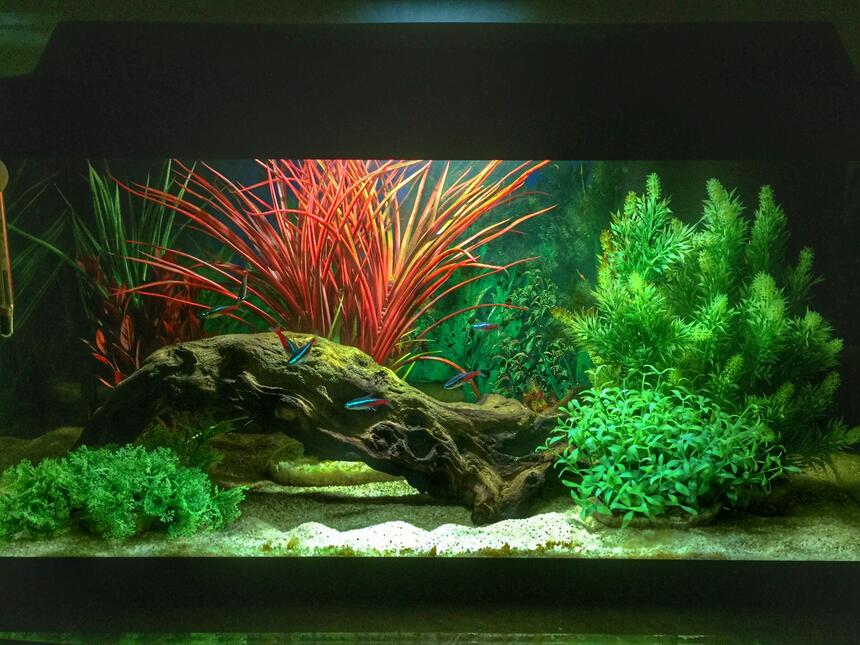 Rated #43: 14 Gallons Freshwater Fish Tank - First tank. Set up for my boys, but I already have an unhealthy obsession.... Rated #43: 14 Gallons Freshwater Fish Tank - First tank. Set up for my boys, but I already have an unhealthy obsession....