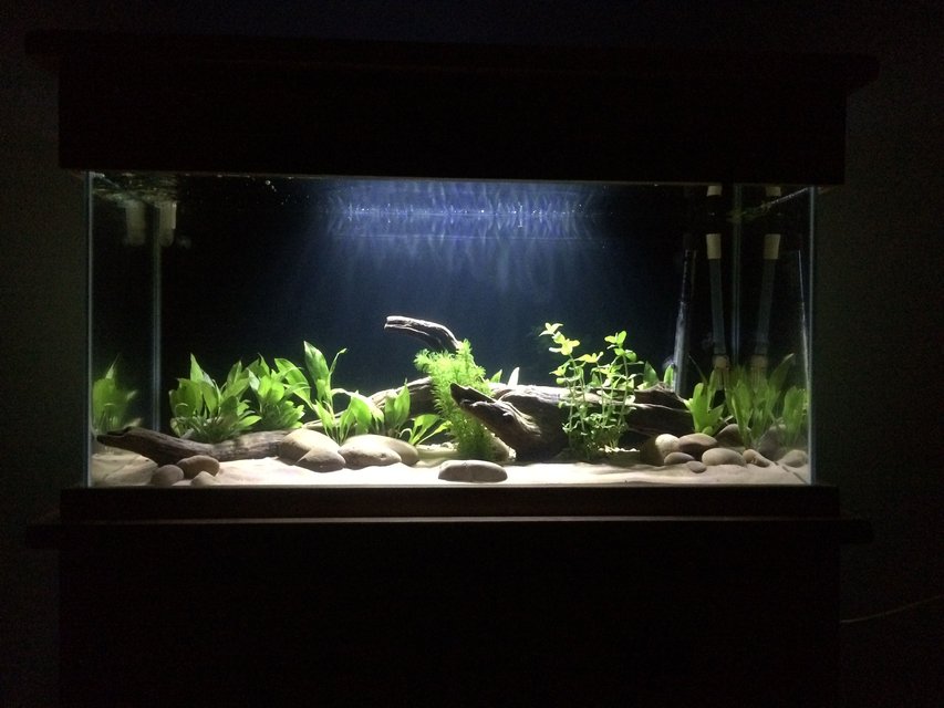 Rated #26: 53 Gallons Freshwater Fish Tank - 200litre
. 6x black neon tetra.
3x Bolivian rams
9x rummy nose
9x cardinal tetra Rated #26: 53 Gallons Freshwater Fish Tank - 200litre
. 6x black neon tetra.
3x Bolivian rams
9x rummy nose
9x cardinal tetra