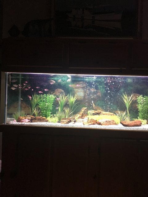 Rated #27: 100 Gallons Freshwater Fish Tank - Tetra And Petrified Wood Rated #27: 100 Gallons Freshwater Fish Tank - Tetra And Petrified Wood