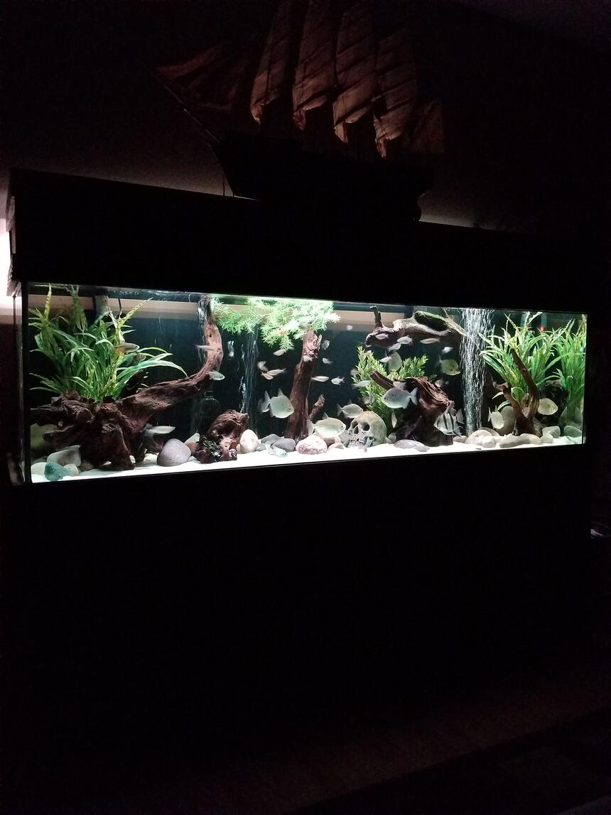 Rated #21: 125 Gallons Freshwater Fish Tank - 125 gallon Rated #21: 125 Gallons Freshwater Fish Tank - 125 gallon