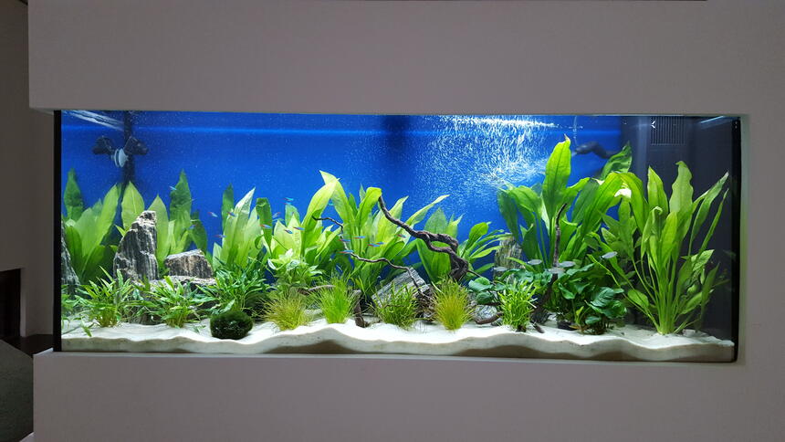 Rated #9: 55 Gallons Freshwater Fish Tank - My first fish tank at 2 months. Rated #9: 55 Gallons Freshwater Fish Tank - My first fish tank at 2 months.