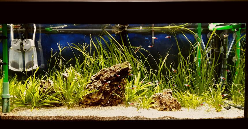 Rated #6: 70 Gallons Freshwater Fish Tank - Juwel Rio 180 L, Co2, LED lights. 2 eheim filters. Rated #6: 70 Gallons Freshwater Fish Tank - Juwel Rio 180 L, Co2, LED lights. 2 eheim filters.
