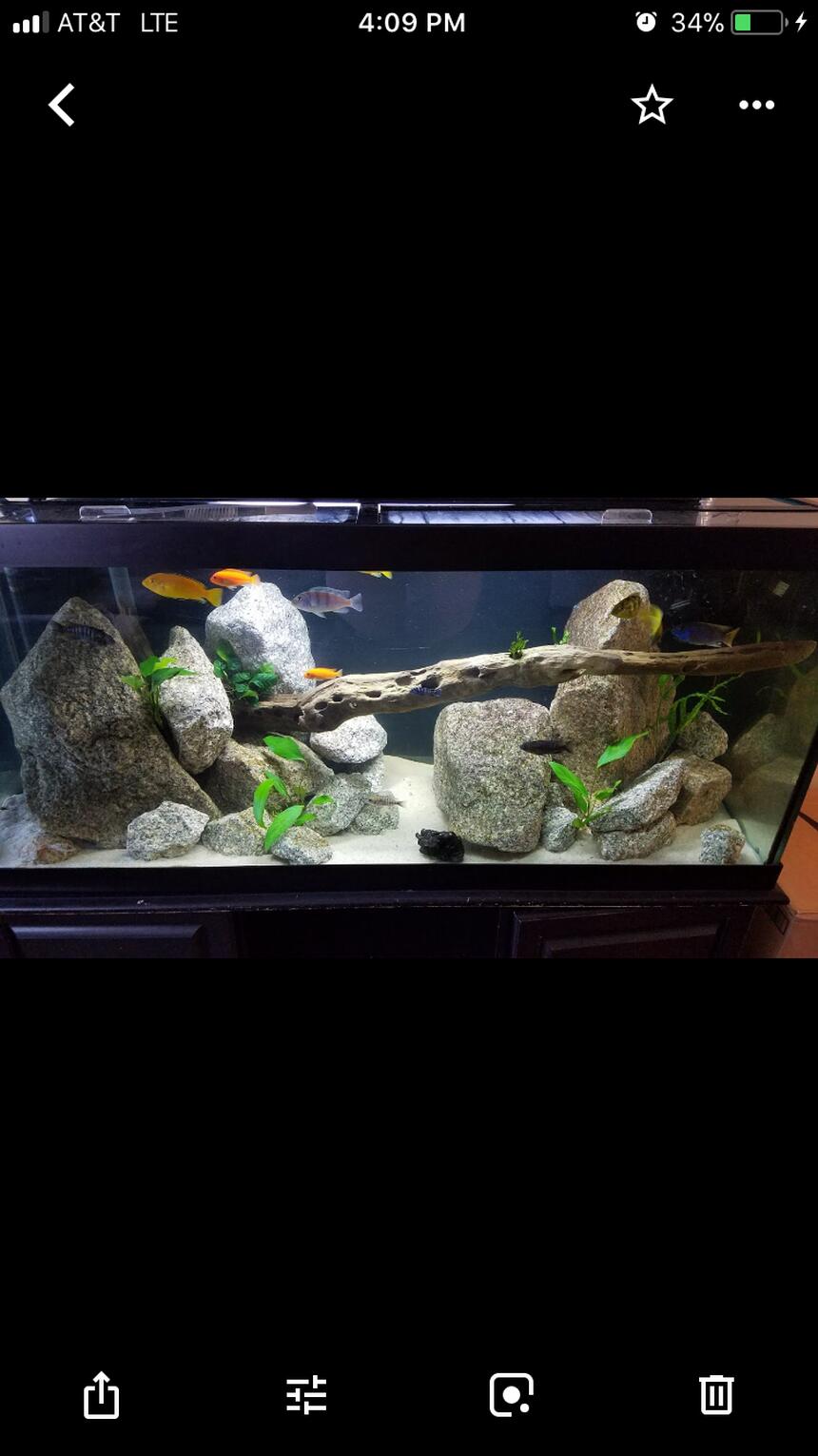 Rated #8: 75 Gallons Freshwater Fish Tank - 75 Gallon cichlid tank Rated #8: 75 Gallons Freshwater Fish Tank - 75 Gallon cichlid tank