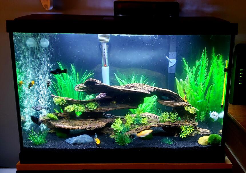 Rated #1: 20 Gallons Freshwater Fish Tank - Mollie 20g tank Rated #1: 20 Gallons Freshwater Fish Tank - Mollie 20g tank