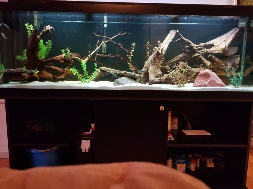 Rated #10: 125 Gallons Freshwater Fish Tank - It\'s a Cichlid world Rated #10: 125 Gallons Freshwater Fish Tank - It's a Cichlid world