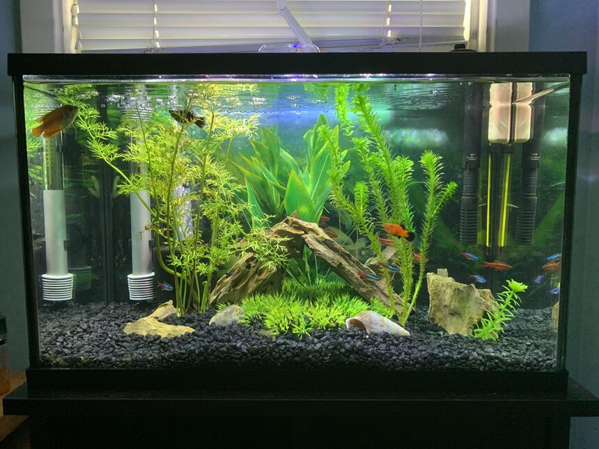 Rated #45: 10 Gallons Freshwater Fish Tank - My 10 gallon semi-planted tank Rated #45: 10 Gallons Freshwater Fish Tank - My 10 gallon semi-planted tank
