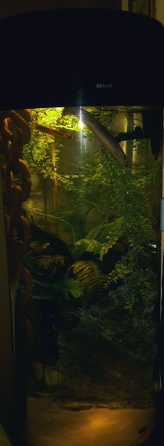 Rated #39: 36 Gallons Freshwater Fish Tank - My beautiful wigglers Rated #39: 36 Gallons Freshwater Fish Tank - My beautiful wigglers