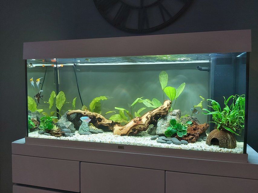 Rated #7: 39 Gallons Freshwater Fish Tank - 17th October 2020 Rated #7: 39 Gallons Freshwater Fish Tank - 17th October 2020