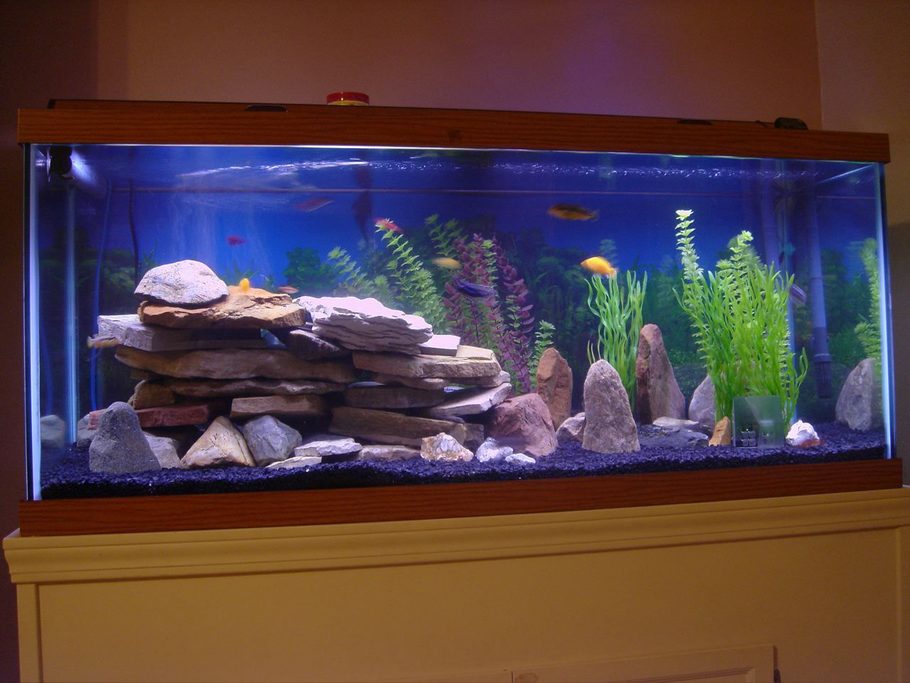 Meandthekids's Freshwater Tanks Photo (ID 24276) Full Version