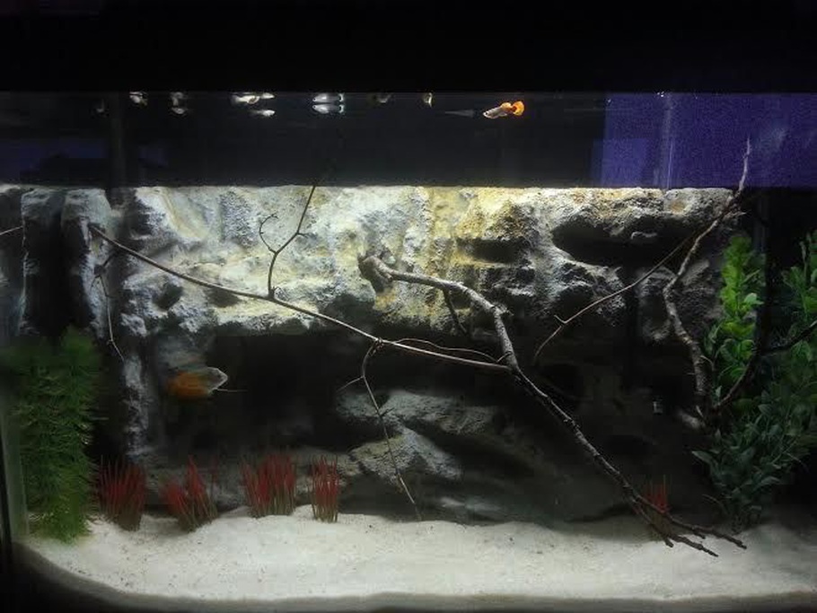 29 gallon saltwater stocking options