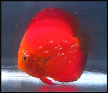 Tips for Breeding Discus Fish Tips for Breeding Discus Fish