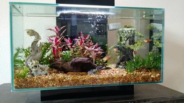 Tips for Protecting Your Aquarium Against High Summer Temperatures Tips for Protecting Your Aquarium Against High Summer Temperatures