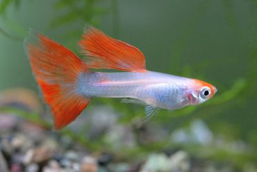 What Every Aquarium Hobbyist Should Know About Livebearers What Every Aquarium Hobbyist Should Know About Livebearers