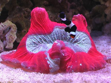 corals inverts - trachyphyllia geoffroyi - brain coral, trachyphyllia stocking in 100 gallons tank - Bali Brain corals inverts - trachyphyllia geoffroyi - brain coral, trachyphyllia stocking in 100 gallons tank - Bali Brain
