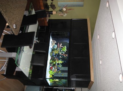 350 gallons saltwater fish tank (mostly fish, little/no live coral) - 350 Gallon Tank, divides our Dining Room from Our Living Room.... I couldn't live without it!!!! 350 gallons saltwater fish tank (mostly fish, little/no live coral) - 350 Gallon Tank, divides our Dining Room from Our Living Room.... I couldn't live without it!!!!
