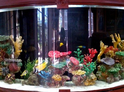 250 gallons saltwater fish tank (mostly fish, little/no live coral) - Custom built around staircase saltwater reef tank. Difficult dimensions due to its half circle shape. About 250 gallons. Many fish kept over the years from angel fish to nurse sharks and octopuses. Just started filling it up again. 250 gallons saltwater fish tank (mostly fish, little/no live coral) - Custom built around staircase saltwater reef tank. Difficult dimensions due to its half circle shape. About 250 gallons. Many fish kept over the years from angel fish to nurse sharks and octopuses. Just started filling it up again.