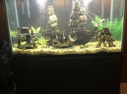 freshwater fish stocking in 150 gallons tank - My 150 gallon freshwater fish stocking in 150 gallons tank - My 150 gallon