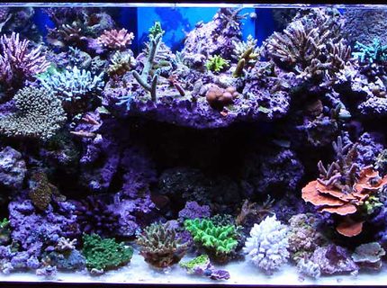 Rated #10: Fish Tank Picture - 120 SPS tank Rated #10: Fish Tank Picture - 120 SPS tank