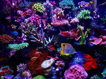 Rated #4: Fish Tank Picture - update Rated #4: Fish Tank Picture - update