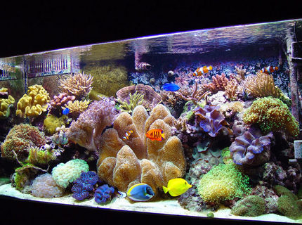 Rated #1: Fish Tank Picture - would love for my tank to come out like this Rated #1: Fish Tank Picture - would love for my tank to come out like this