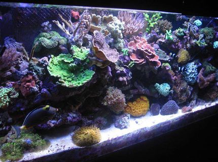 Rated #8: Fish Tank Picture - 55 gallon reef tank Rated #8: Fish Tank Picture - 55 gallon reef tank