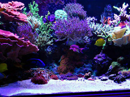 Rated #6: Fish Tank Picture - New Lighting Rated #6: Fish Tank Picture - New Lighting