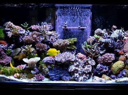 Rated #2: Fish Tank Picture - updated pic of 180 Rated #2: Fish Tank Picture - updated pic of 180