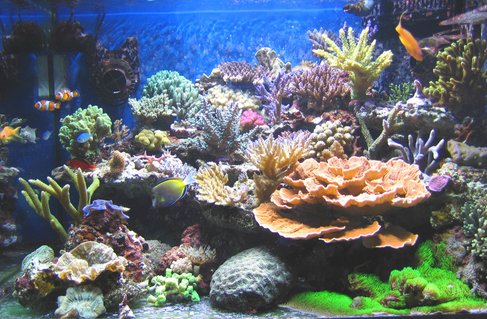 Rated #1: 100 Gallons Reef Tank - After 6 months.. Rated #1: 100 Gallons Reef Tank - After 6 months..