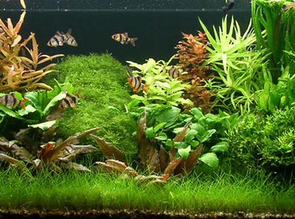 view all top ten planted tanks - planted tank (mostly live plants and fish) - 150L (40G), 94x40x40cm, 0,8 W/l (3 WPG) - 3x Osram Biolux 965 and 1x Philips Aquarelle, pressurized CO2 view all top ten planted tanks - planted tank (mostly live plants and fish) - 150L (40G), 94x40x40cm, 0,8 W/l (3 WPG) - 3x Osram Biolux 965 and 1x Philips Aquarelle, pressurized CO2