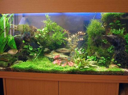 45 gallons planted tank (mostly live plants and fish) - A planted tank on the cheap. 45 gallons planted tank (mostly live plants and fish) - A planted tank on the cheap.